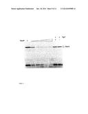 Novel Toxin-Antitoxin System diagram and image