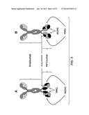 BISPECIFIC ANTIBODIES SPECIFIC FOR FAP AND DR5, ANTIBODIES SPECIFIC FOR     DR5 AND METHODS OF USE diagram and image