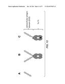 BISPECIFIC ANTIBODIES SPECIFIC FOR FAP AND DR5, ANTIBODIES SPECIFIC FOR     DR5 AND METHODS OF USE diagram and image