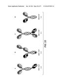 BISPECIFIC ANTIBODIES SPECIFIC FOR FAP AND DR5, ANTIBODIES SPECIFIC FOR     DR5 AND METHODS OF USE diagram and image