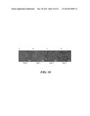 ARTIFICIAL ANTIGEN PRESENTING CELLS HAVING A DEFINED AND DYNAMIC SHAPE diagram and image