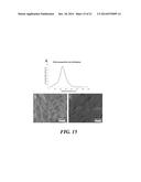 ARTIFICIAL ANTIGEN PRESENTING CELLS HAVING A DEFINED AND DYNAMIC SHAPE diagram and image