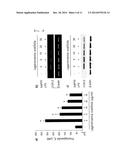 PHARMACEUTICAL COMPOSITION FOR PREVENTING OR TREATING INFLAMMATORY     DISEASES OR ASTHMA, CONTAINING LAGERSTROEMIA OVALIFOLIA EXTRACT OR     FRACTION THEREOF AS ACTIVE INGREDIENT diagram and image