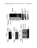 Proteasome Deubiquinating Inhibitor Screening diagram and image