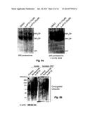 Proteasome Deubiquinating Inhibitor Screening diagram and image