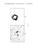 BIOCOMPATIBLE METHOD OF FUNCTIONALISING SUBSTRATES WITH INERT SURFACES diagram and image