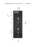 CELL CULTURE LIQUID/GAS-PHASE CHAMBER DEVICES AND RELATED METHODS, AND     EXEMPLARY USE FOR MEASURING ACCUMULATION OF GAS-PHASE NITRIC OXIDE IN     DIFFERENTIATED CULTURES OF NORMAL AND CYSTIC FIBROSIS AIRWAY EPITHELIAL     CELLS diagram and image