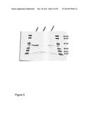 Protease Deficient Filamentous Fungal Cells and Methods of Use Thereof diagram and image