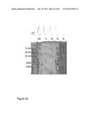 Protease Deficient Filamentous Fungal Cells and Methods of Use Thereof diagram and image