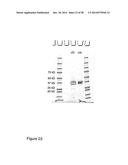 Protease Deficient Filamentous Fungal Cells and Methods of Use Thereof diagram and image