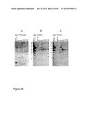 Protease Deficient Filamentous Fungal Cells and Methods of Use Thereof diagram and image