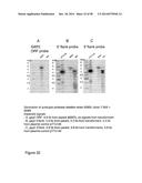 Protease Deficient Filamentous Fungal Cells and Methods of Use Thereof diagram and image