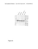 Protease Deficient Filamentous Fungal Cells and Methods of Use Thereof diagram and image