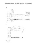 Protease Deficient Filamentous Fungal Cells and Methods of Use Thereof diagram and image