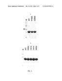 NOVEL MUTANT L-ARABITOL DEHYDROGENASE DERIVED FROM NEUROSPORA CRASSA WITH     ENHANCED ACTIVITY diagram and image