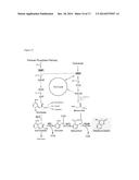 GENETICALLY ENGINEERED MICROBES AND METHODS FOR PRODUCING     4-HYDROXYCOUMARIN diagram and image