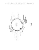 GENETICALLY MODIFIED CLOSTRIDIUM THERMOCELLUM ENGINEERED TO FERMENT XYLOSE diagram and image