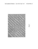 GENETICALLY MODIFIED CLOSTRIDIUM THERMOCELLUM ENGINEERED TO FERMENT XYLOSE diagram and image