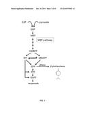 PRODUCTION OF BETA-PHELLANDRENE USING GENETICALLY ENGINEERED CYANOBACTERIA diagram and image