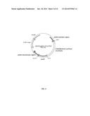 PRODUCTION OF BETA-PHELLANDRENE USING GENETICALLY ENGINEERED CYANOBACTERIA diagram and image