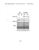 PRODUCTION OF BETA-PHELLANDRENE USING GENETICALLY ENGINEERED CYANOBACTERIA diagram and image