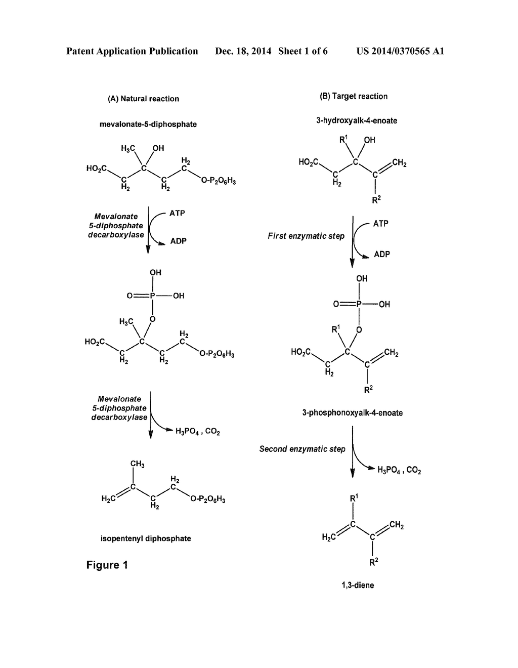 Production of 1,3-Dienes by Enzymatic Conversion of 3-Hydroxyalk-4-Enoates     and/or 3-Phosphonoxyalk-4-Enoates - diagram, schematic, and image 02