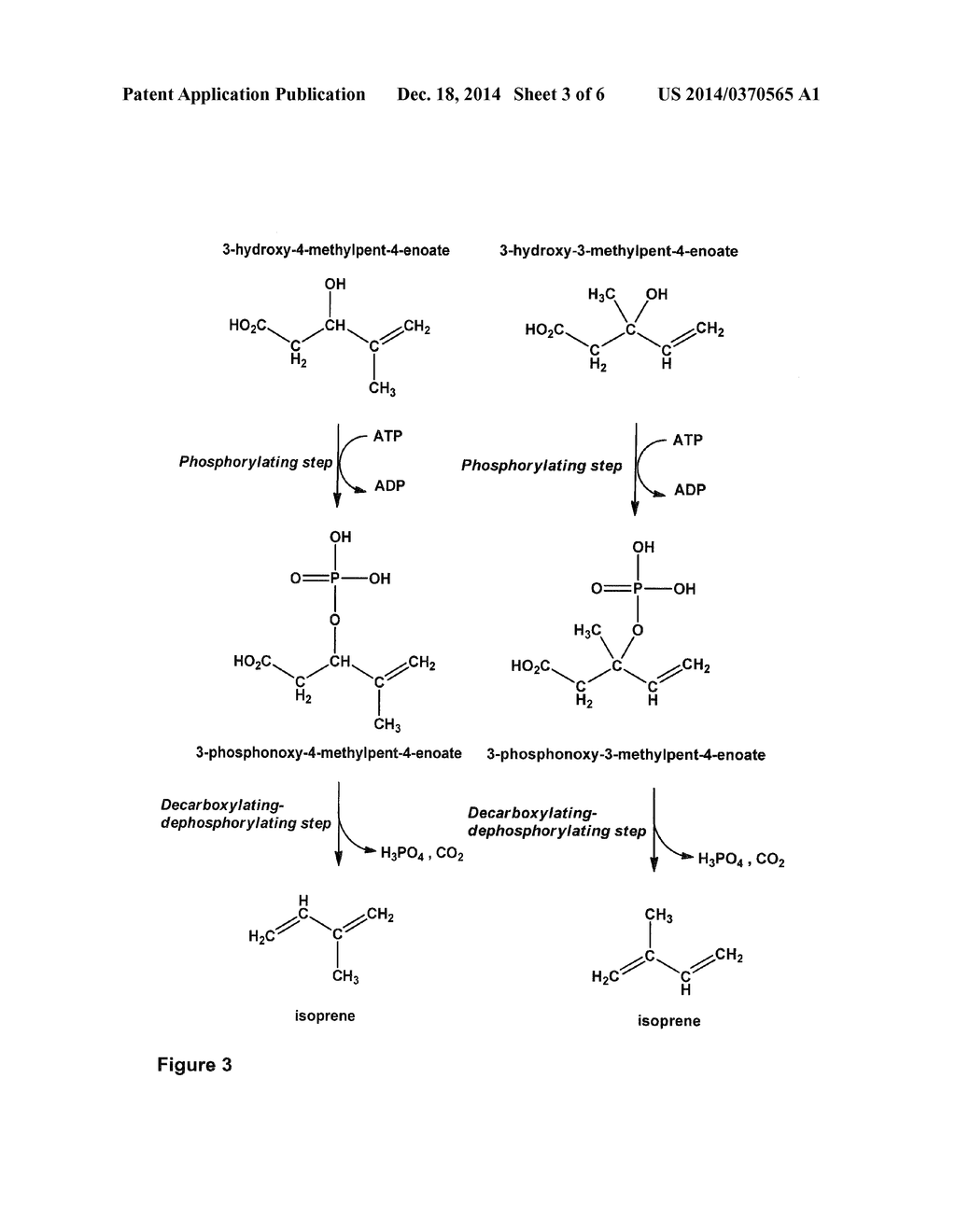 Production of 1,3-Dienes by Enzymatic Conversion of 3-Hydroxyalk-4-Enoates     and/or 3-Phosphonoxyalk-4-Enoates - diagram, schematic, and image 04