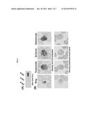 Use of a cysteine protease of Plasmodium vivax diagram and image