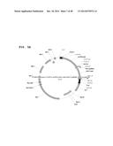 Metabolically Enhanced Cyanobacterial Cell for the Production of Ethanol diagram and image