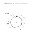 Metabolically Enhanced Cyanobacterial Cell for the Production of Ethanol diagram and image