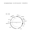 Metabolically Enhanced Cyanobacterial Cell for the Production of Ethanol diagram and image