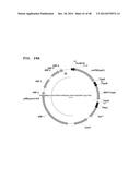 Metabolically Enhanced Cyanobacterial Cell for the Production of Ethanol diagram and image