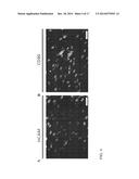 BROWN FAT CELL COMPOSITIONS AND METHODS diagram and image