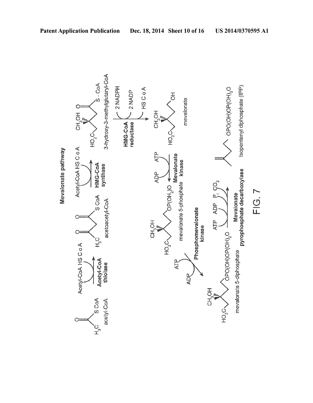 Use of Synthetic Scaffolds for the Production of Biosynthetic Pathway     Products - diagram, schematic, and image 11