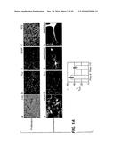 Neural Stem Cells diagram and image