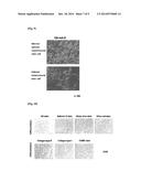 METHOD OF PREPARING MESENCHYMAL STEM CELL BASIC CULTURING MEDIUM, MAKING     OF CELLULAR THERAPY PRODUCT WITH MESENCHYMAL STEM CELL BASIC CULTURING     MEDIUM, AND THE DIFFERENTIATED ONE BY USING THE MEDIUM diagram and image