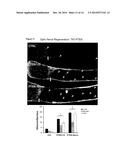 NOVEL PEPTIDES AND METHODS AND USES THEREOF FOR PREVENTING RETINAL     DISORDERS diagram and image