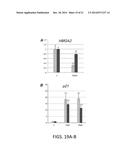 p19Arf, HMGA2 and MDM2 For Use in the Diagnosis and Treatment of Aberrant     Cell Growth diagram and image