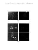 CELL SURFACE COATING WITH HYALURONIC ACID OLIGOMER DERIVATIVE diagram and image