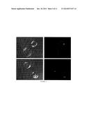 CELL SURFACE COATING WITH HYALURONIC ACID OLIGOMER DERIVATIVE diagram and image