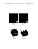 METHOD OF DEEP TISSUE IMAGING USING MULTI-PHOTON EXCITATION OF A     FLUOROPHORE diagram and image