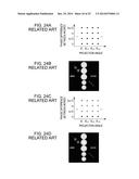 WAVEFRONT MEASURING APPARATUS, WAVEFRONT MEASURING METHOD, AND     COMPUTER-READABLE MEDIUM STORING PROGRAM diagram and image