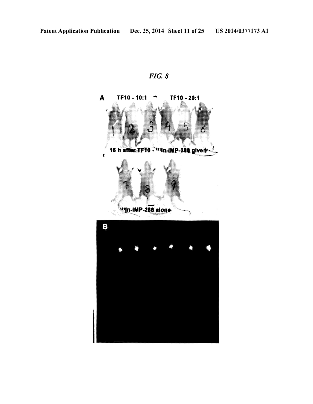 Anti-Mucin Antibodies for Early Detection and Treatment of Pancreatic     Cancer - diagram, schematic, and image 12