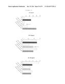 PROBIOTIC COMPOSITIONS AND METHODS diagram and image