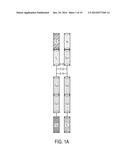 MULTIVALENT ANTIBODY ANALOGS, AND METHODS OF THEIR PREPARATION AND USE diagram and image