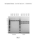 MULTIVALENT ANTIBODY ANALOGS, AND METHODS OF THEIR PREPARATION AND USE diagram and image