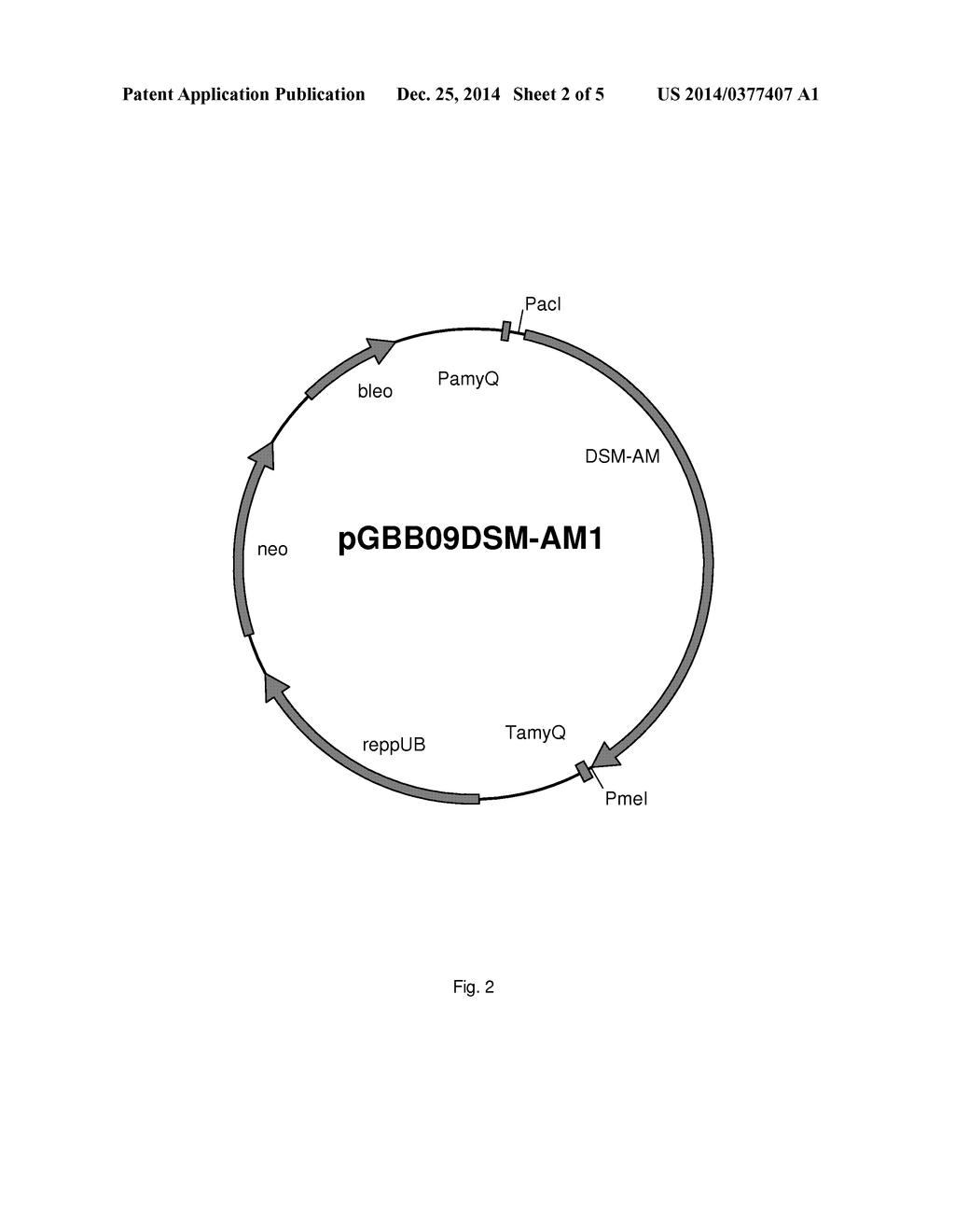 ALPHA-AMYLASE - diagram, schematic, and image 03