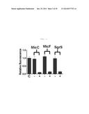 NOVEL SYNTHESIS-REGULATING SRNA AND METHOD FOR PREPARING SAME diagram and image