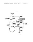 NOVEL SYNTHESIS-REGULATING SRNA AND METHOD FOR PREPARING SAME diagram and image