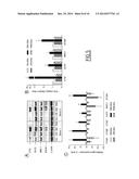 METHODS FOR IDENTIFYING DENDRITIC CELL SUBSETS, FOR DETERMINING IF A     PATIENT IS DEVELOPING A REGULATORY OR AN EFFECTOR IMMUNE RESPONSE, AND     FOR DETERMINING RESPONSE TO IMMUNOTHERAPY diagram and image